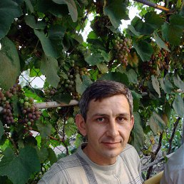 ����, �����-���������, 55 ���