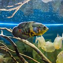  , , 46  -  24  2014      &quot; &quot;