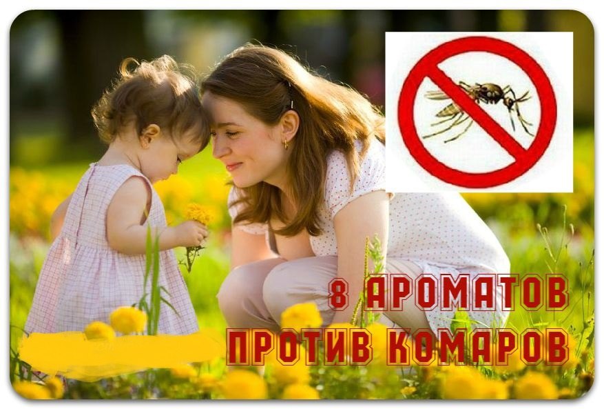 8 УБИЙСТВЕННЫХ АРОМАТОВ ПРОТИВ КОМАРОВ.1. Сто граммов камфары или валерьянки, испаряемые над ...