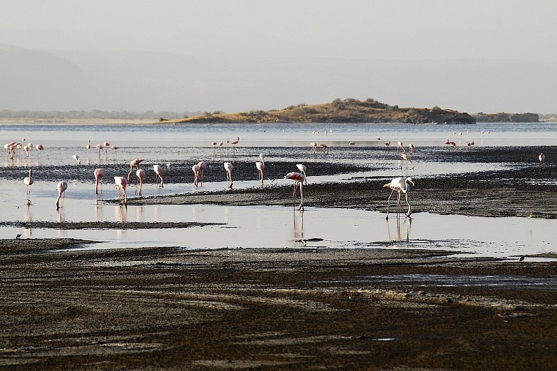      .    (Lake Natron)     ... - 2