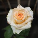 ���� ��������, ���������� �����, 62 ���� - ��������� 22 ���� 2014 � ������ ������ ������