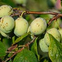 ���� ����������, ������� ��������, 63 ���� - ��������� 11 ������� 2014 � ������ ����� ����