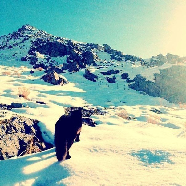 -. #animal@travel.blog - 9
