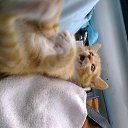 �������� �� ������� �������