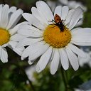 ���� ������-����������.))))))), ������ - ��������� 21 ���� 2014 � ������ �������