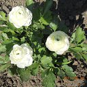  ,  -  26  2014     .