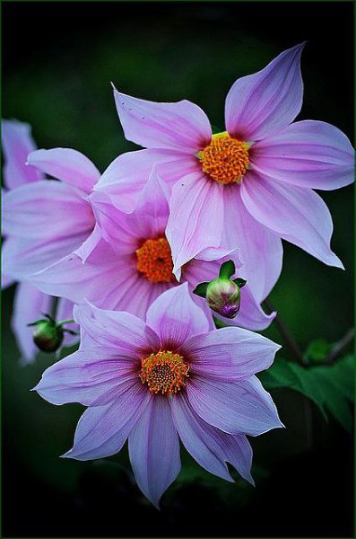 Пока умные борются со своими недостатками, мудрые развивают свои достоинства. - 6