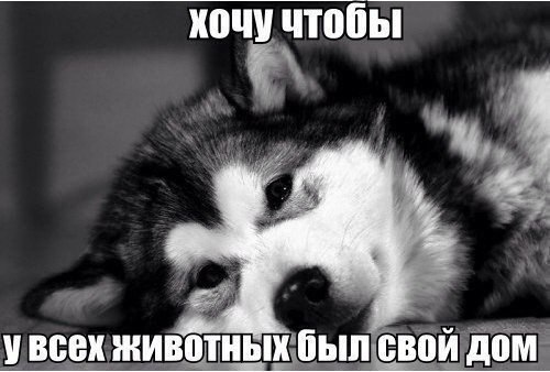 .•°Dogs Forever°•. - 3 августа 2014 в 23:35