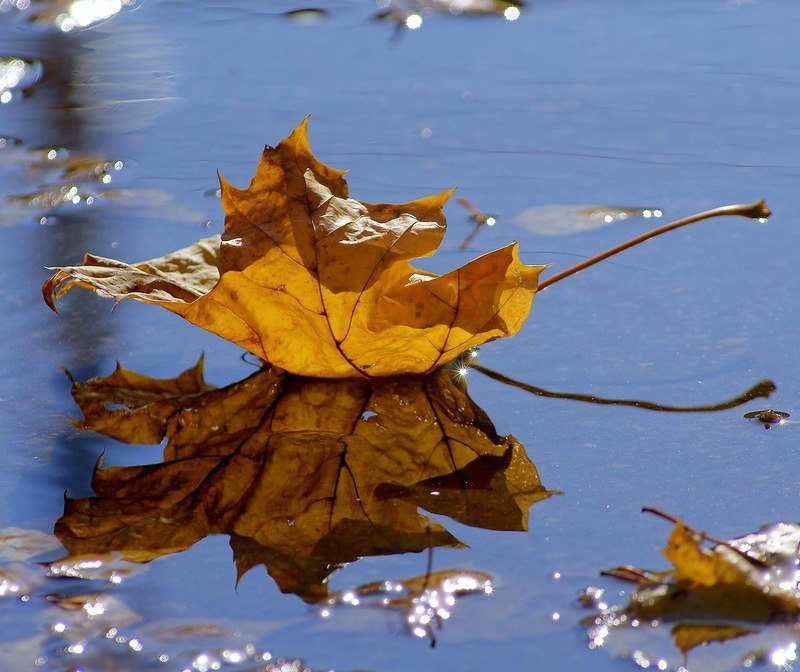 Падающие листья в воду. Листья в луже. Осенние лужи. Осенние листья на воде. Лужи осенью.