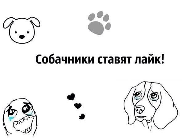 .•°Dogs Forever°•. - 30 июля 2014 в 19:17