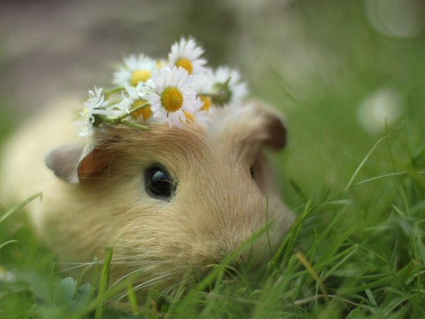 Favorite animals. - 19 ���� 2014 � 19:45