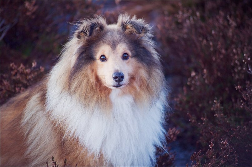 .•°Dogs Forever°•. - 3 августа 2014 в 23:03