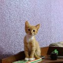 ��� ��������� �� ������� �������