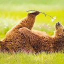  ,  , 51  -  21  2014    