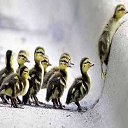  ,  , 51  -  21  2014    