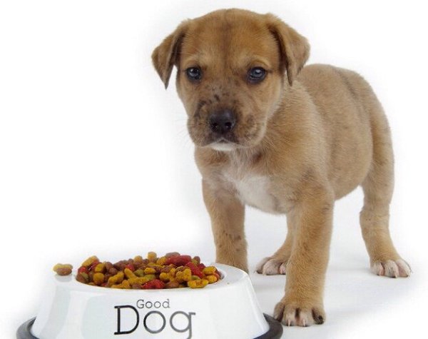 .•°Dogs Forever°•. - 2  2014  23:17