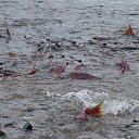  , -, 59  -  11  2014    