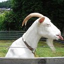 ���� ������, ��������, 60 ��� - ��������� 17 �������� 2014 � ������ ������ ��������