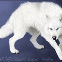  , , 24  -  22  2014   PetLove