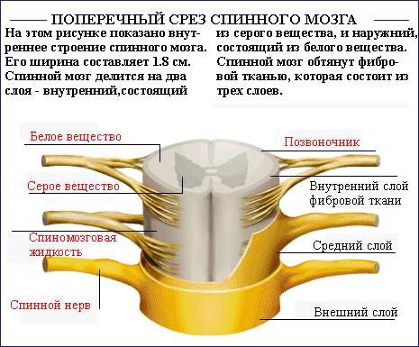 Как исправить осанку (силовые упражнения).Необходимо отметить, что данный список не полон, поскольку ... - 5