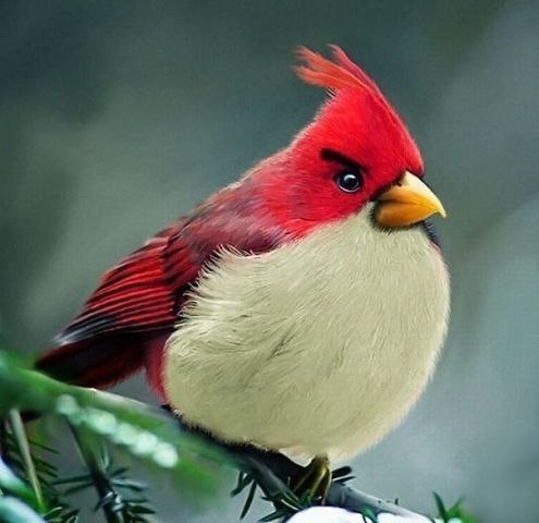 Angry Birds    !
