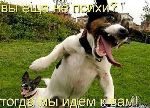 .•°Dogs Forever°•. - 24  2014  20:42