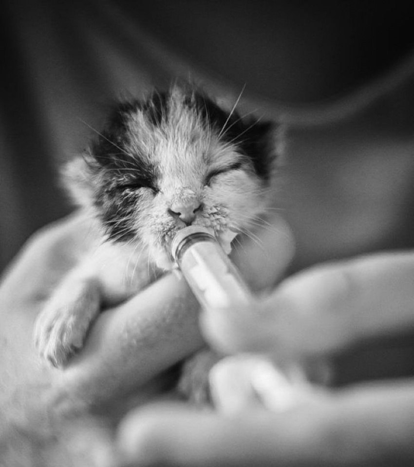   : -.#animal@travel.blog - 6