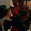 ���� ������, ��������, 52 ���� - ��������� 16 ������� 2014 � ������ ���� ����������