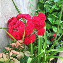 Portygaliia �� ������� ���� ����������