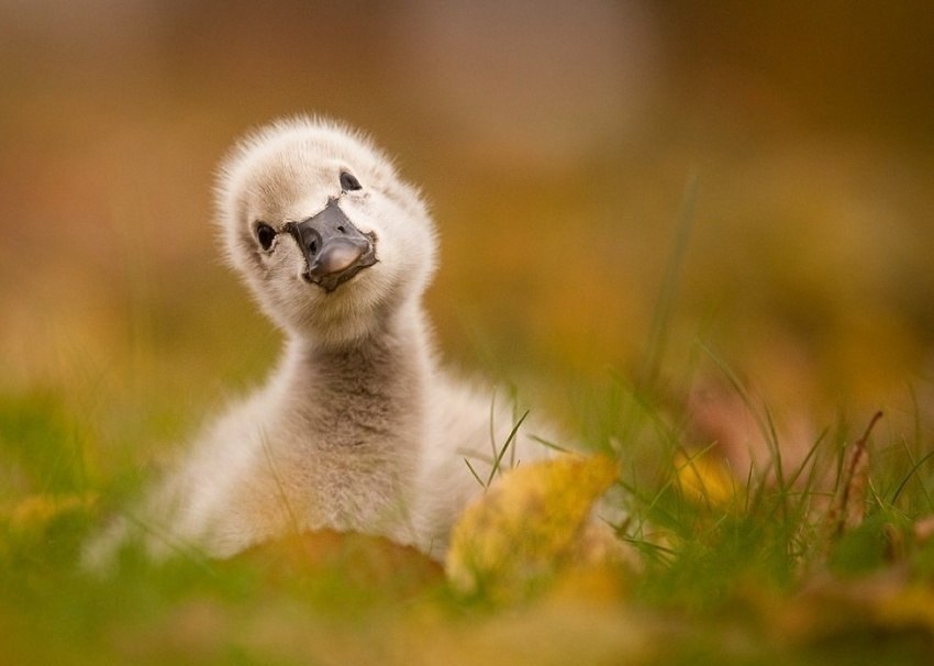   : -.#animal@travel.blog - 3