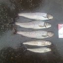 ���� ��������, ������, 48 ��� - ��������� 28 �������� 2014 � ������ ���� ����������