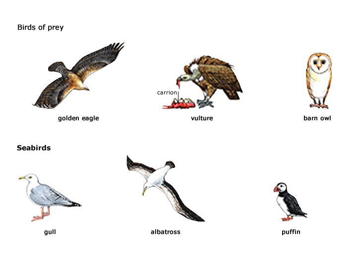 Перевести птиц на английский. Птица по английскому. Названия птиц по английски. Виды птиц на английском языке. Названия птиц на английском языке.