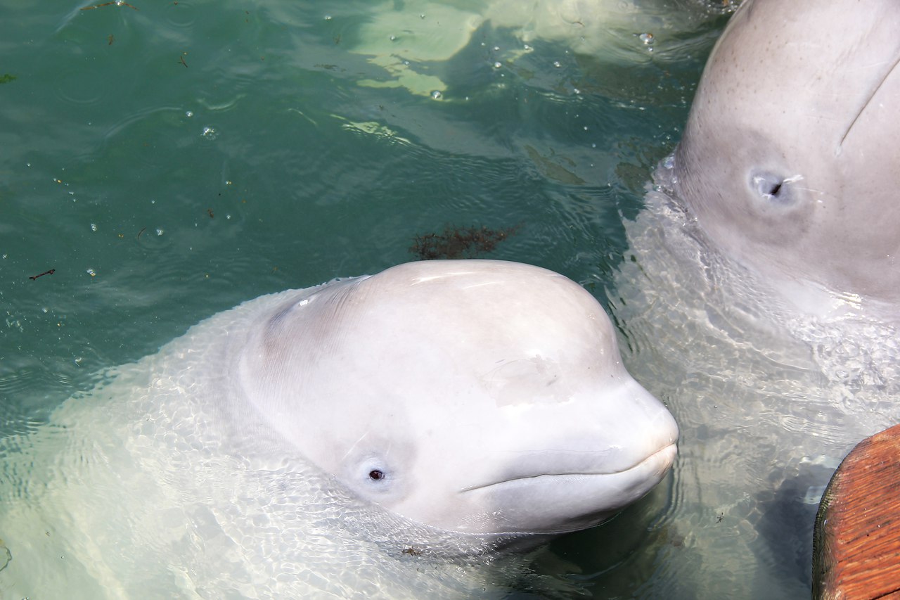 Лоб дельфина. Ялта дельфинарий Белуха. Морской зоопарк. Морской зоопарк Сочи. Дельфинарий бухта средняя.