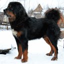 Tibetan Mastiff Don Miguel de Orna 11 months. 
father: Tan-ke 
mother: Nasledie Tibeta Geya-Lee �� ������� ���� ����������