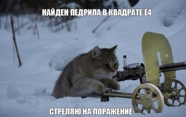 Кот с ружьем мем