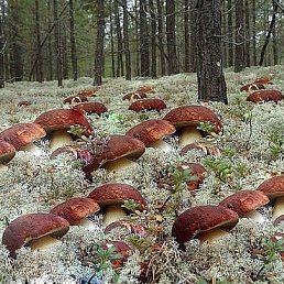 ���� ���������, �����������, 54 ���� - ��������� 23 ������� 2014