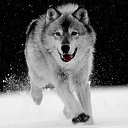 ���� �����, ������ - ��������� 17 ������� 2014 � ������ �animals�