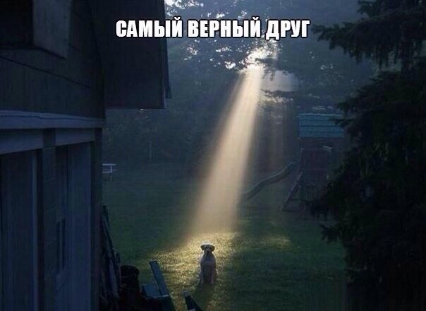 Наши любимцы :3 - 17 сентября 2014 в 19:32