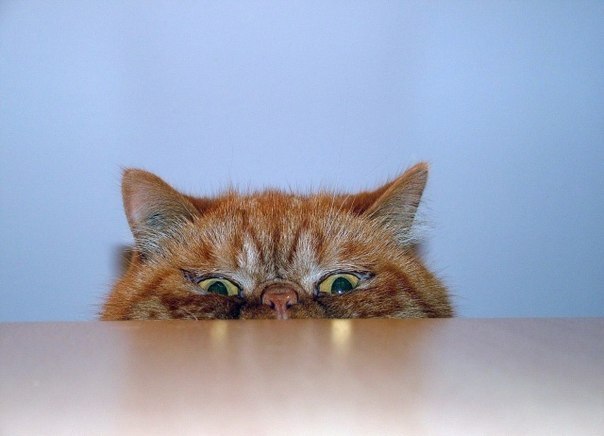 --.  :3