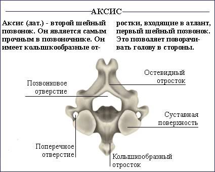 Как исправить осанку (силовые упражнения).Необходимо отметить, что данный список не полон, поскольку ... - 4