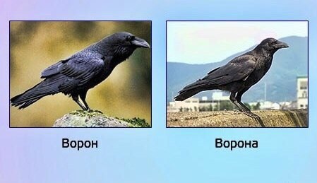 Ворон и ворона — это не самец и самка одной птицы, а два разных вида.