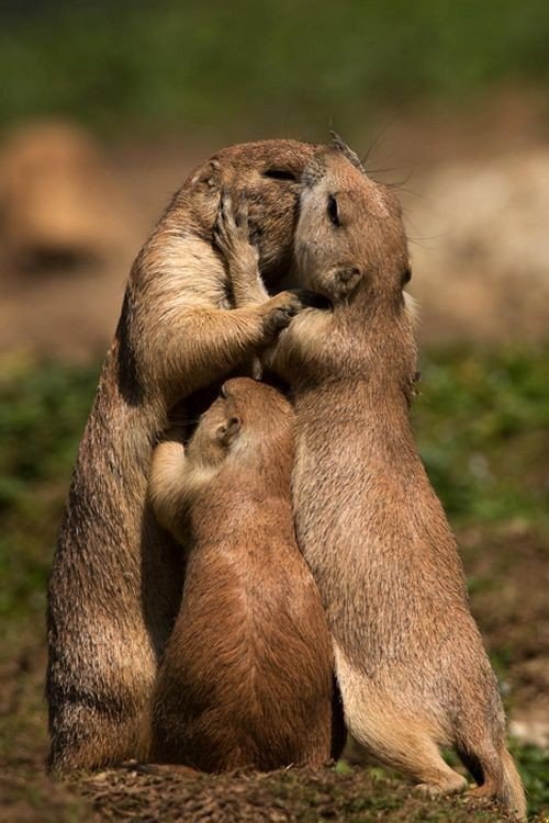   .#animal@travel.blog