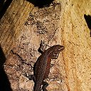 ���� �����, �����, 55 ��� - ��������� 27 ������� 2014 � ������ ���� ����������