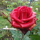 ���� �������, �����������, 71 ��� - ��������� 30 �������� 2014 � ������ ���� ������� �������