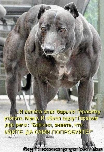 .•°Dogs Forever°•. - 24 августа 2014 в 18:37