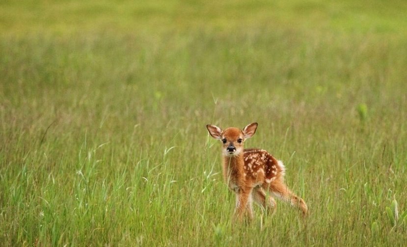   : -.#animal@travel.blog - 9