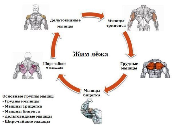 Жим лёжа: вспомогательные упражнения. Информация интересная, добавь к себе, чтобы не потерять! 1. ...