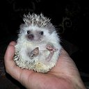  ,  , -, 42  -  8  2014    