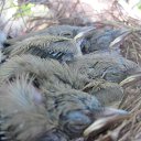 ���� �����, �������, 52 ���� - ��������� 13 ������� 2014 � ������ ���� ����������