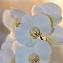 ���� �����, ������ - ��������� 17 ������� 2014 � ������ �flowers�